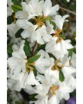 Рододендрон Дора Аматейс|Rhododendron ’Dora Amateis’|Рододендрон Дора Аматейс